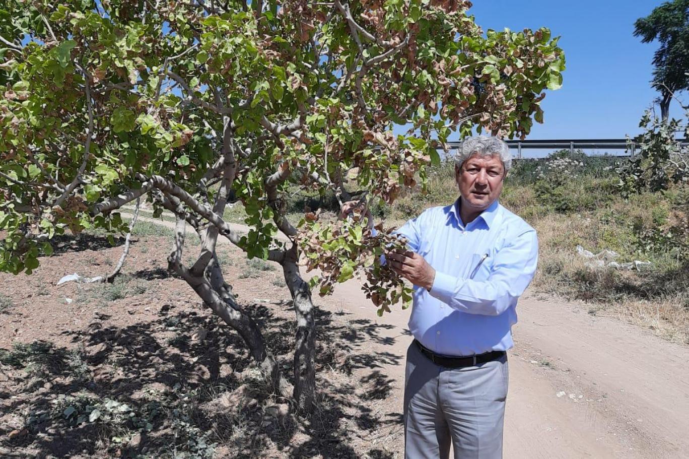 ANTEP FISTIĞINDA