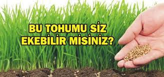 BU TOHUMU SİZ EKEBİLİR